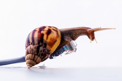 Snail with rj45 connector symbolic photo for slow internet conne slow network