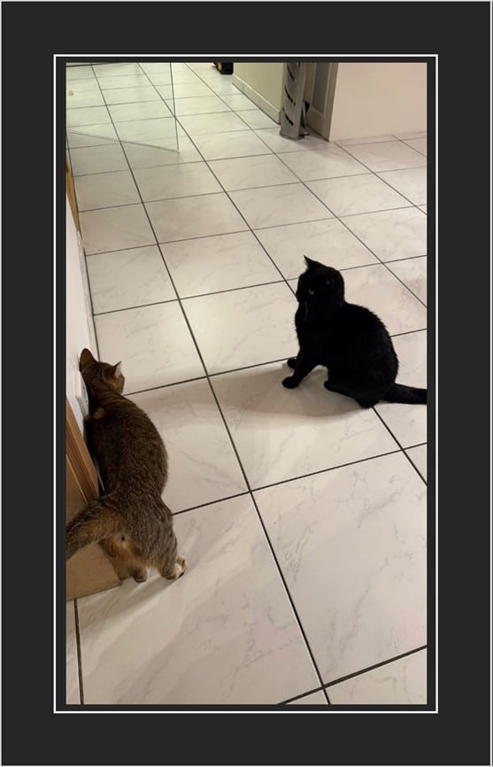 Erstes Kennenlernen von Findus und Nelly. Teambuilding ist das noch nicht wirklich :-)