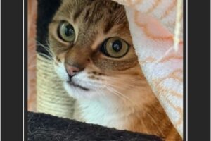 Nelly kommt in ihrem neuen zu Hause an. Am Anfang noch sehr scheu!