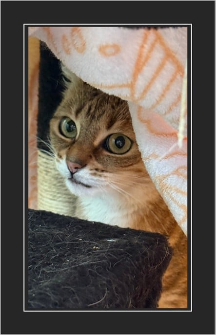 NellyArrival Nelly kommt in ihrem neuen zu Hause an. Am Anfang noch sehr scheu!